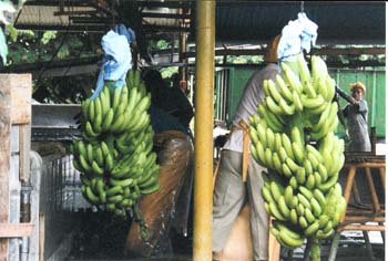 Bananenfabrik1