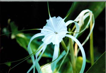 Bluete8-Wasserlilie