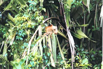 Leguan