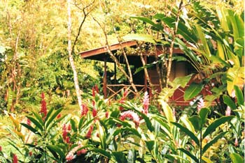 Pachira