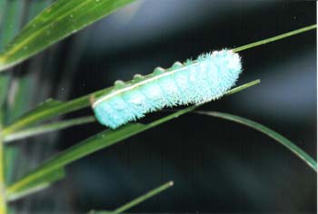 Raupe