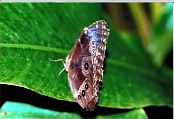 Schmetterling2