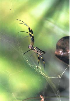 Spinne