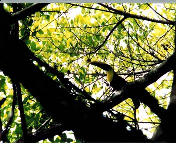 Tukan2