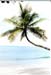 Palme