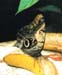 Schmetterling
