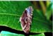 Schmetterling2