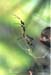 Spinne